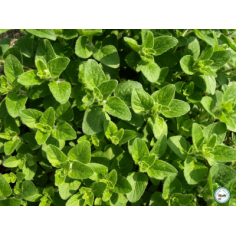 Plant origan -
