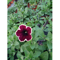 Annuel surfinia velours grenat bord
