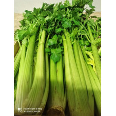 Cèleri branche - Botte-250g