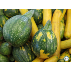 Courgette - Grosse courgette