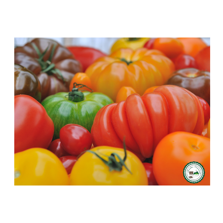 Tomate - 1kg