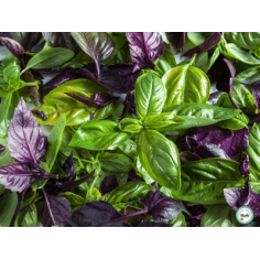 Mélange 3 plants de basilic -