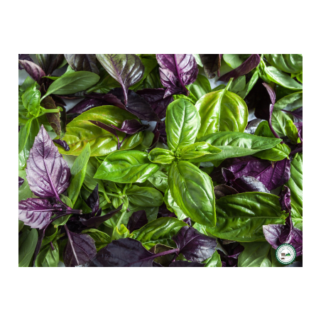 Mélange 3 plants de basilic -
