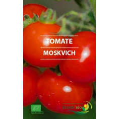 Plant tomate moskvich" - "