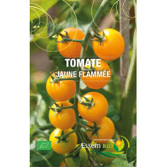 Plant tomate poivron jaune" - "
