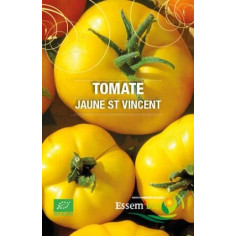 Plant tomate st vincent" - "