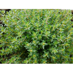 Plant marguerite" - 1 plant"