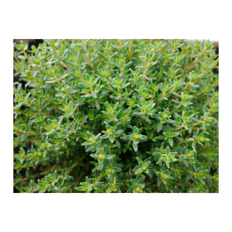 Plant marguerite" - 1 plant"