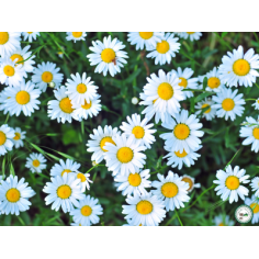 Plant marguerite" - 3 plants"