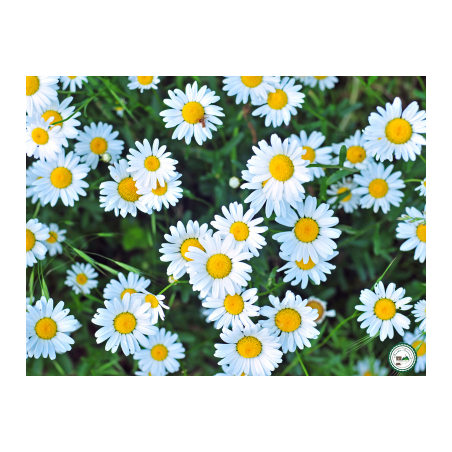 Plant marguerite" - 3 plants"