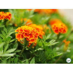 Plant ?illet d'inde" - 3 plants"