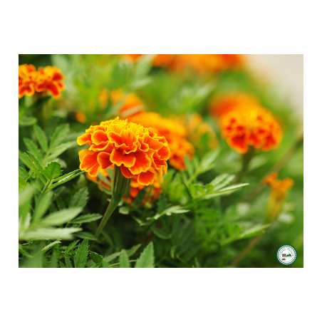 Plant ?illet d'inde" - 3 plants"