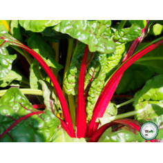 Blette fine rouge -
