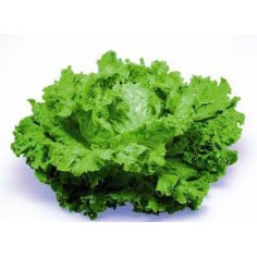 Plant de salade batavia x24 -