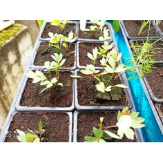 Plant livèche ache des montagnes" - "