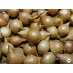 Oignon jaune à planter -