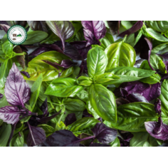 Basilic -