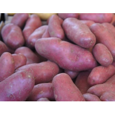 Pomme de terre spunta" - Spunta 1kg"