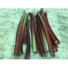 Rhubarbe -