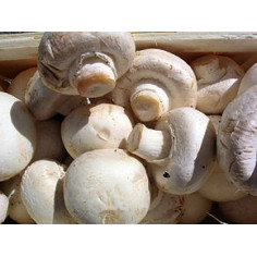 Champignon paris - Gros 350g