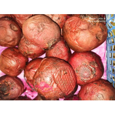 Betterave rouge cuite - 500g