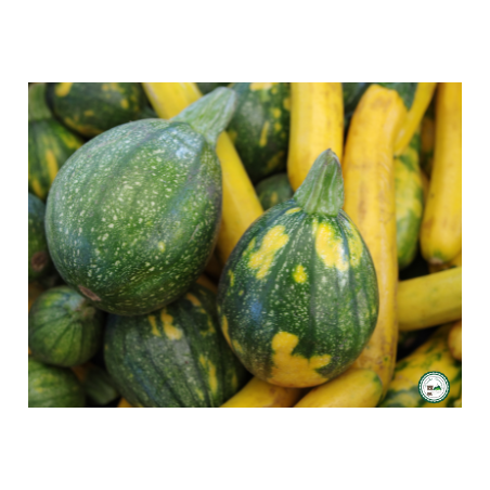 Courgette - Courgette jaune 1kg