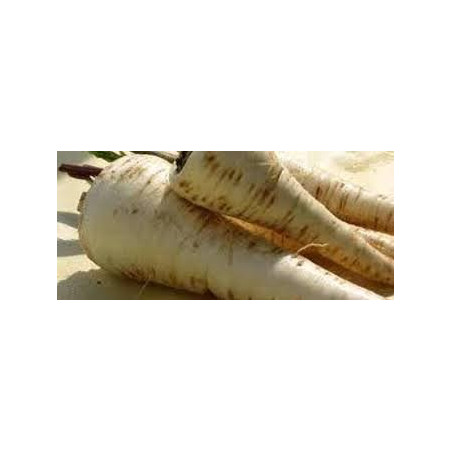 Panais - 1 kg