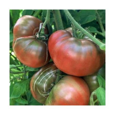 Tomate - 2.5kg