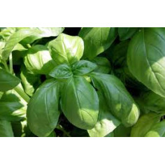 Plant basilic citron" - "