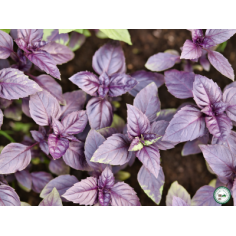 Plant basilic pourpre" - "