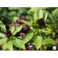 Plant basilic thaï" - "