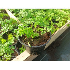 Plant de menthe verte -