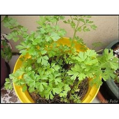 Plant de persil - Persil plat