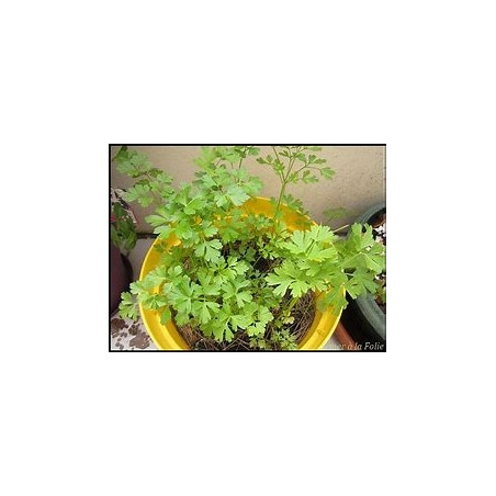 Plant de persil - Persil plat