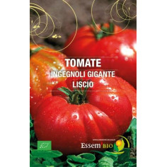 Plant tomate ingegnoli gigante liscio" - "