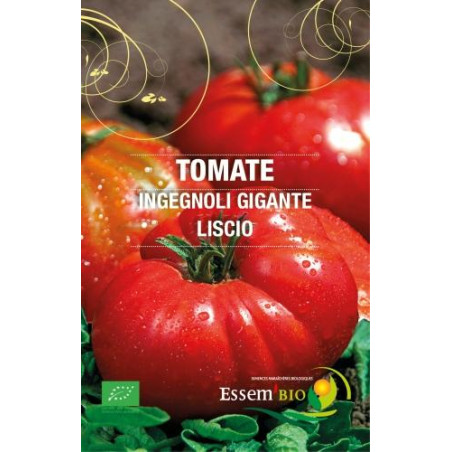 Plant tomate ingegnoli gigante liscio" - "