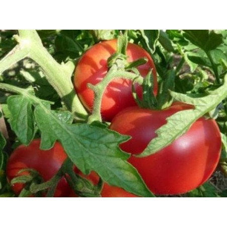 Plant tomate micado violetta" - "