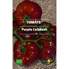 Plant tomate purple calabash" - "