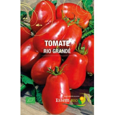 Plant tomate rio grande" - "