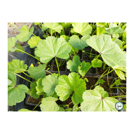 Plant mauve des bois" - "