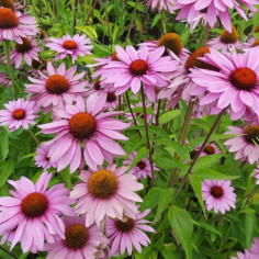 Rudbeckia pourpre -