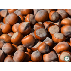 Noisette - 350g