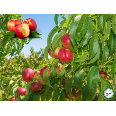 Nectarine -