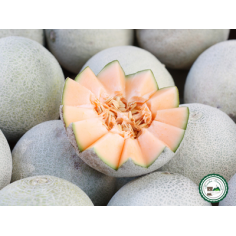 Melon - 1 pièce (1300g à 1700g)