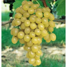 Raisin blanc - 500