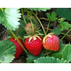 Fraise gariguettes" - "