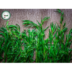 Botte d'estragon -