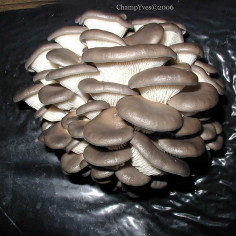 Pleurote -