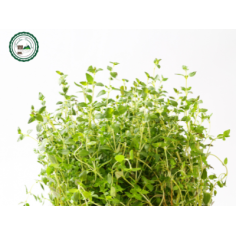 Thym botte -