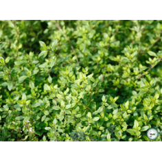 Thym citron -